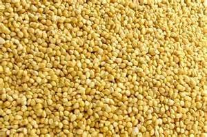 Millet Cures Weakness, Painful Joints, Injuries, Gout, Pain and Swelling