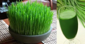 Wheat Grass Juice and Health Benefits