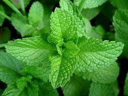 Mint Cures Different Diseases