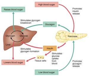 Low Blood Sugar-Hypoglycaemia