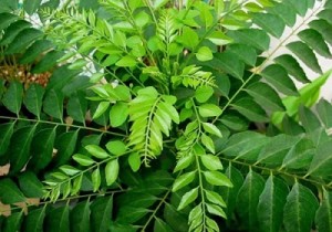 Curry Leaves for diabetes....
