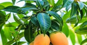 Mango Leaves for Diabetes