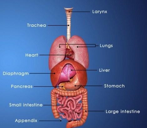 How to Cure Diseases through Bengal Gram-Diabetes-Sexual ...