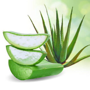 Aloe Vera: Grow back your hair with this natural secret
