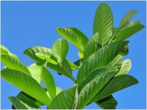 Best Benefits of Guava Leaves for Hair Loss