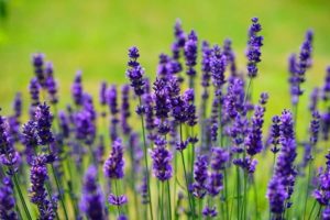 Best Health Benefits of Lavender Flowers