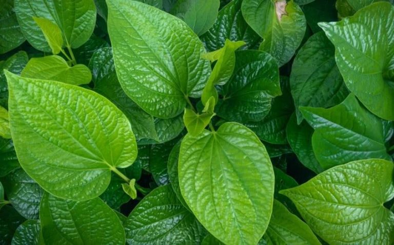 benefits-of-betel-leaf-herbal-medicine-for-beauty-and-health