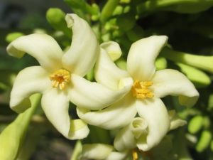 Benefits of Papaya Flowers for Health