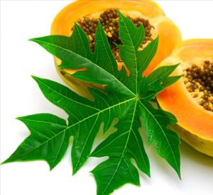 Best Benefits of Papaya Leaves for Beauty and Health