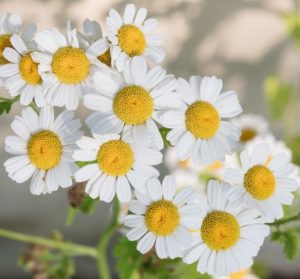 Chamomile for Beauty and Health