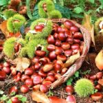 Chestnuts Skin Beauty and Health Benefits