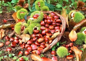 Chestnuts Skin Beauty and Health Benefits