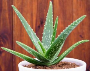 Aloe Vera